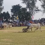 किला रायपुर ग्रामीण ओलंपिक 2026 के दूसरे दिन बैलगाड़ी दौड़ से गूंज उठा मैदान